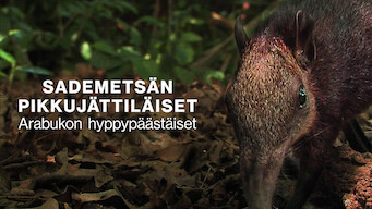 Sademetsän pikkujättiläiset: Arabukon hyppypäästäiset (2008)