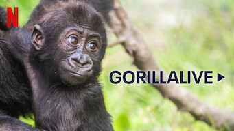 Gorillalive (2023)